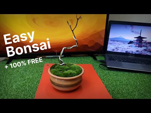 DIY Bonsai from a Wild Oak — 99% FREE!