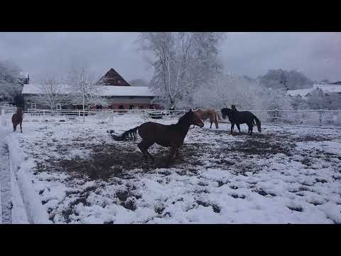 Berber Junghengste im Spiel, zweijährig