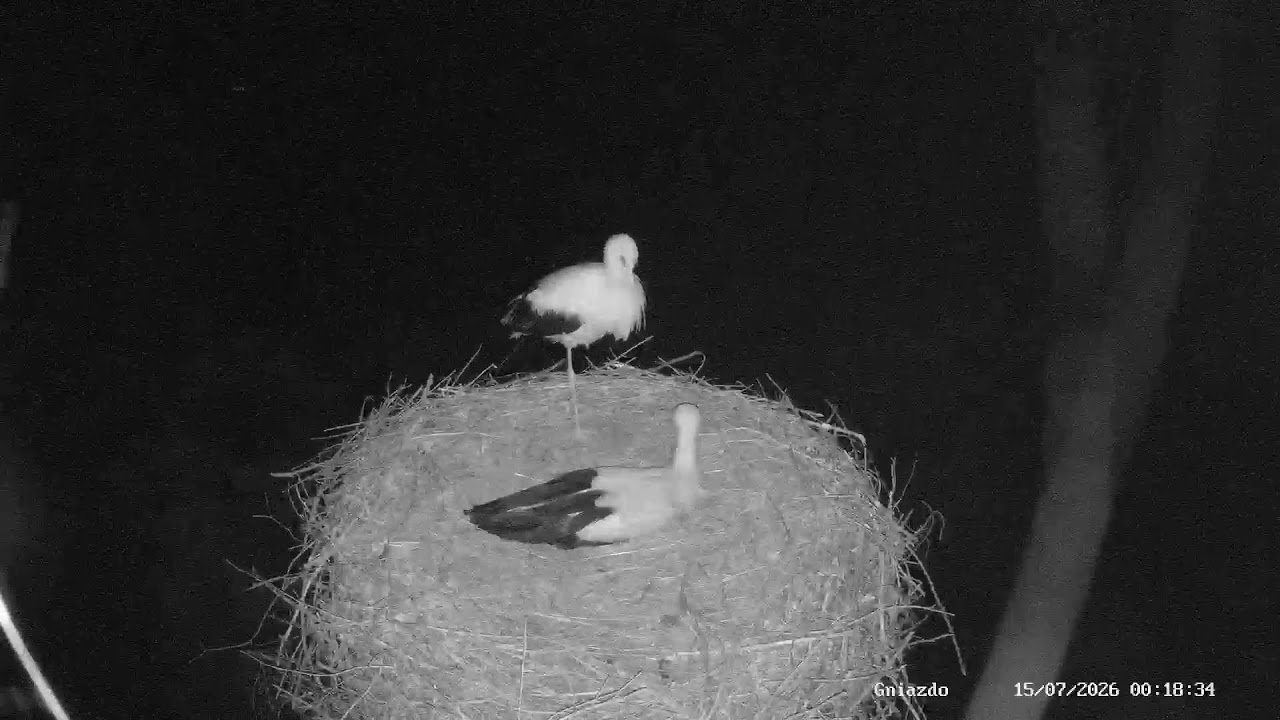Live webcam view of Nido de Cigüeña Blanca en Strzelce