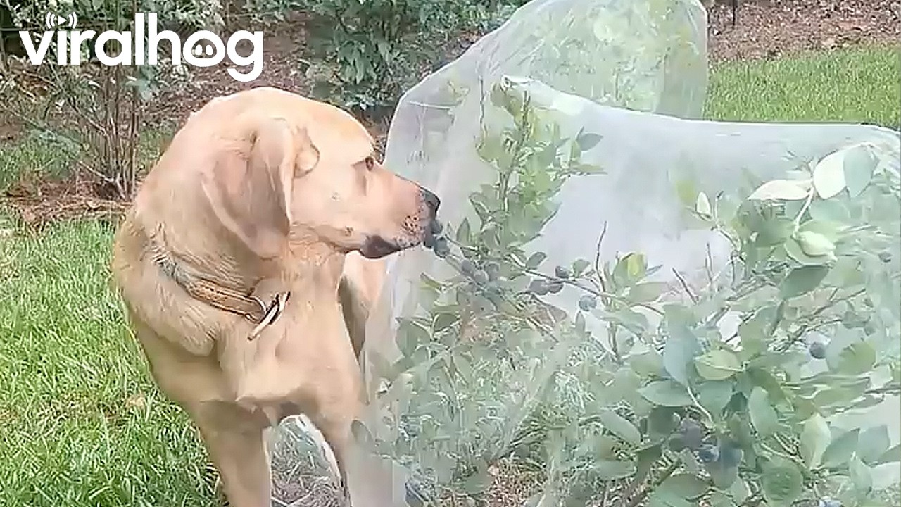 Caught My Dog Stealing Blueberries || ViralHog