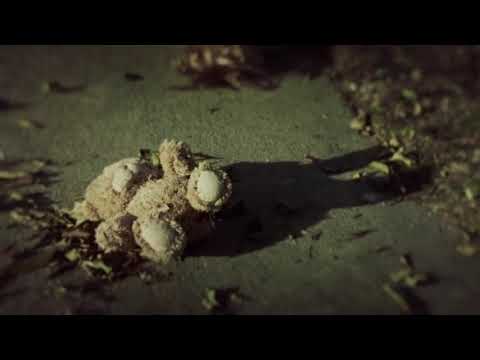 afbeelding The Walking Dead: Season 2 - Opening Credits