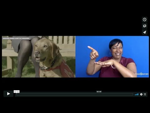 Dogs being trained to sniff out coronavirus