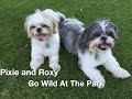 Pixie and Roxy Go Wild At The Park 