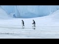 The Great Emporer Penguin Migration - GEICO