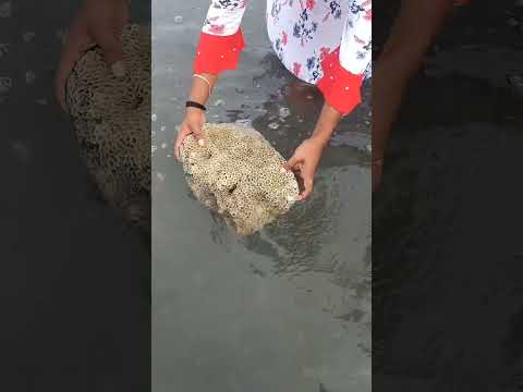 Floating stone 🪨🪨 of Ram Setu #ram #ramsetu #like #share #subscribe #tamilnadu