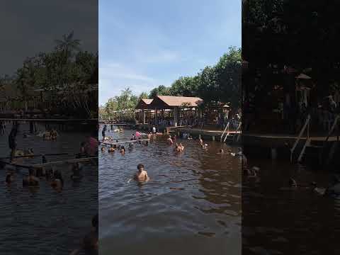 cana brava entre araioses e água doce Maranhão.