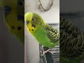 Happy budgie sounds from Ducky! 🎶🥰💚💛 Apologies for the shaky camera! 😆 #budgiesounds #budgies