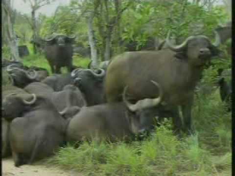 Cape Buffalo Breeding Herd Pt.2.flv