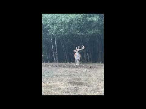 Romania Codru Soimi Bihor Dji Mavic2 si poze Iphone 13Pro