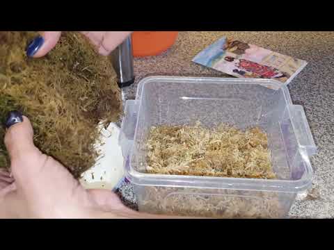 Семена из Японии от Анюты! Мой непентес. Посев семян саррацении и непентеса.