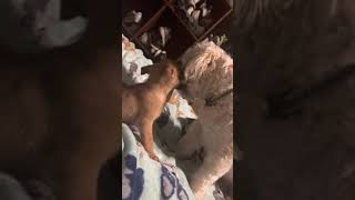 Mountain Cur Puppies Videos