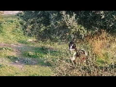Moraima de Lobos de Albadul. Border Collie