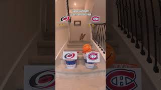 Air Corgi Picks Eastern Conference Final Winner