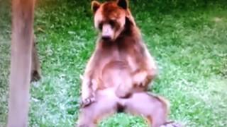 Bear has a itch
