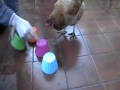 Chickens are sooo clever!  part 2