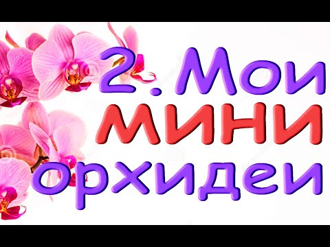 2.Мои ОРХИДЕИ МИНИ + фото цветения.