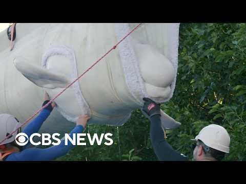 More beluga whales arrive in Texas as international rescue effort continues