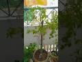 Our House Greenery Part 2 Subscribe Plants