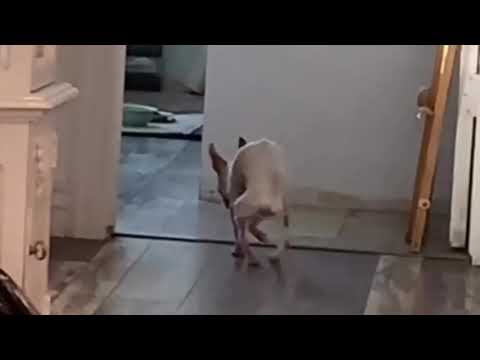 I Have a 15 Year Old Chihuahua