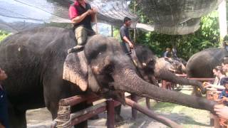 preview picture of video 'Kuala Gandah Elephant Sanctuary - Feeding the elephants'