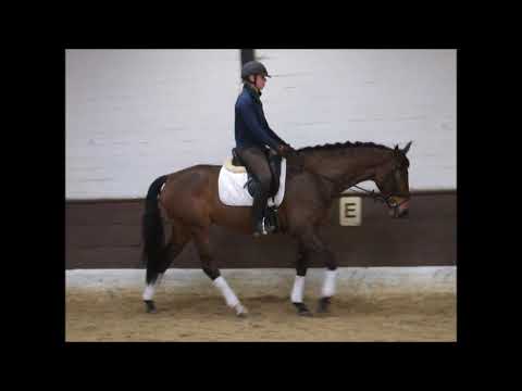 FIORELLA 5j. v. Fürst Belissaro - Welt Hit VB 10.000,- Euro