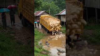 Download lagu Truk Desa Tabrakan Ayam Tabrak Buaya #viralvideo #truk #videopendek #trukbuangan #ayam mp3 Download lagu Truk Desa Tabrakan Ayam Tabrak Buaya #viralvideo #truk #videopendek #trukbuangan #ayam mp3