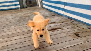 【Immediately before the walk debut】Golden retriever puppy, he is ready to go