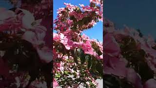 Flowering Dogwood #pinkdogwood