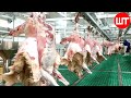 How Sheep Meat Is Processed Modern Sheep Farming Technology Food Factory