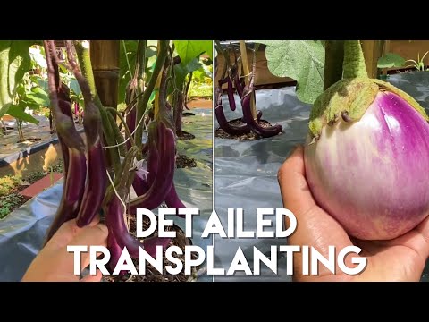 , title : 'Part 2: Transplanting Eggplant Seedlings'