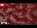 Sketch 2025 Swarm Of Giant Spiders Attack Scene Official 4K Clip