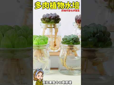 水栽植物