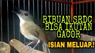 Download lagu SRDC GACOR DI MALAM HARI.!! SIKAT HABIS SAMPAI PAGI SRDC GACOR FULL ISIAN MELIMPAH, SIKATAN RIMBA mp3