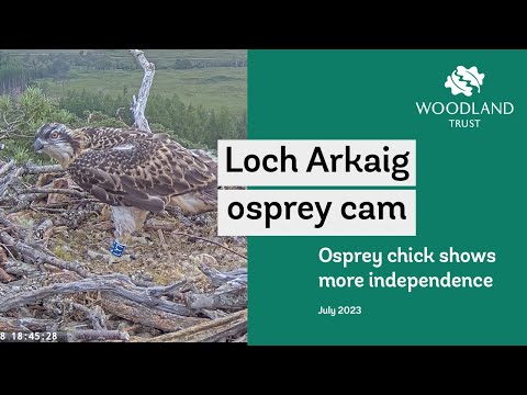Osprey chick starting to show more independent behaviour - Loch Arkaig Osprey Cam Highlights