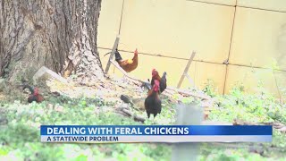 Hawaii bill aimed at managing thousands of feral chickens fails