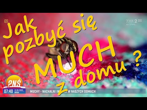 Jak pozbyć się much - żółte wiadro na muchy STRONG - Eryk Połeć z firmy ERPOL w Pytanie na Śniadanie