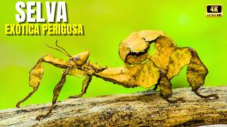 Selva Exótica e Perigosa | A Floresta Onde a Evolução Transformou Beleza em Arma — Documentário