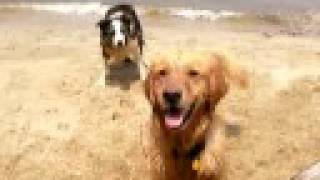 Jesse and the Watchful Dog - Part 3 (of 3)