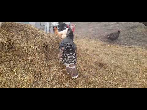 prima curca a ouat🦃🥳! Cum sta treaba cu curcile la un singur curcan?