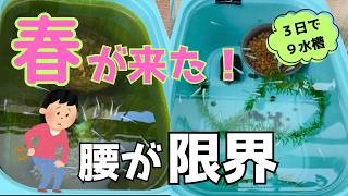 【3日間で9水槽】なぜ差が出る？春のメダカビオトープ！アオミドロの増え方の謎とリセット・水換えの全記録