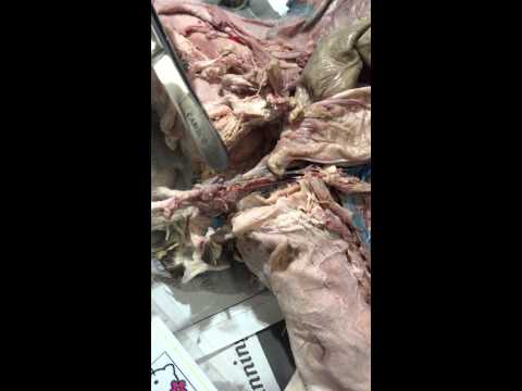 Male Cat Reproductive System