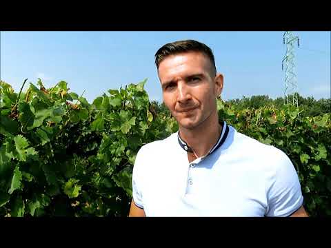 Vinarija Smiljkovic - vinogradi kod Aleksandrovca