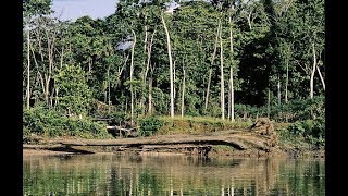 Bigfoot Activity in Georgia {1972}