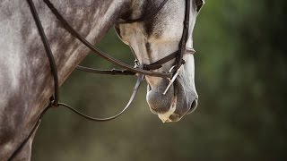 Paris || Equestrian Music Video