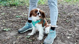 Vanilla's agility lesson: never stop practicing