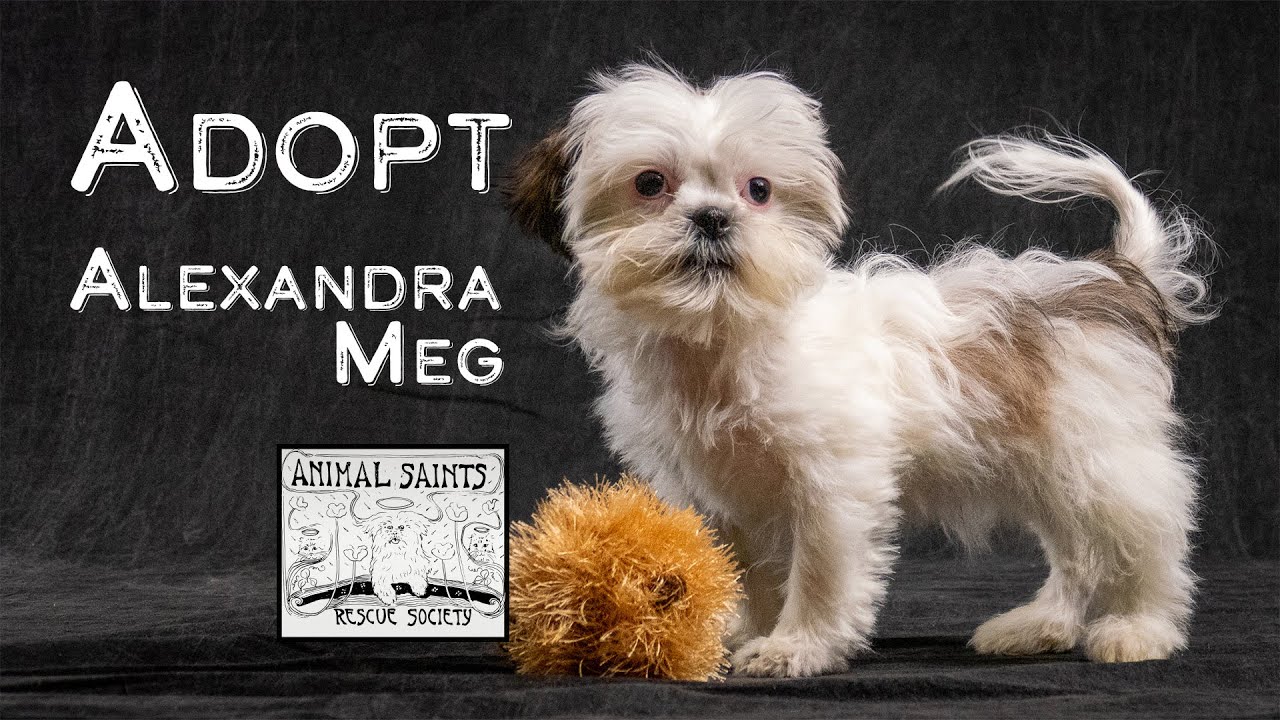 Enlarge Alexandra Meg, a ADOPTABLE mixed breed in Fort Montgomery, NY video 6/6