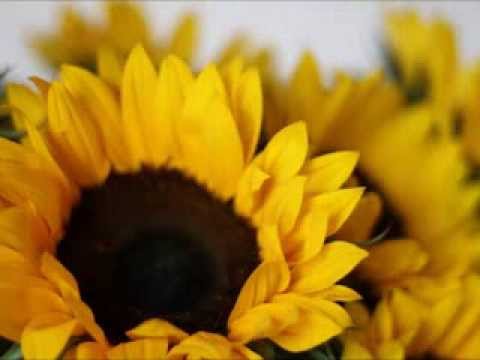 Cantec si joc - Diamandi Gheciu