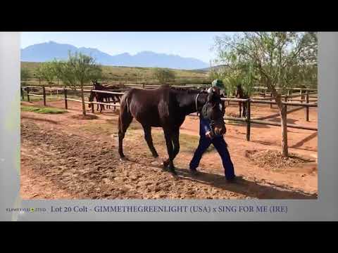 Gimmethegreenlight - Sing for Me colt for sale on Gavelhouse South Africa
