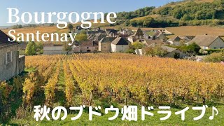 【フランス🇫🇷ブルゴーニュ地方】黄金に輝くブドウ畑の紅葉が凄かった！🍂✨