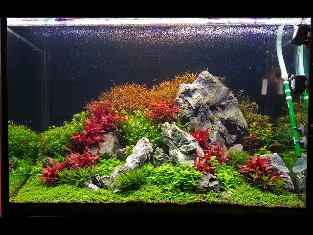 Planted tank, rock and AR mini aquascape